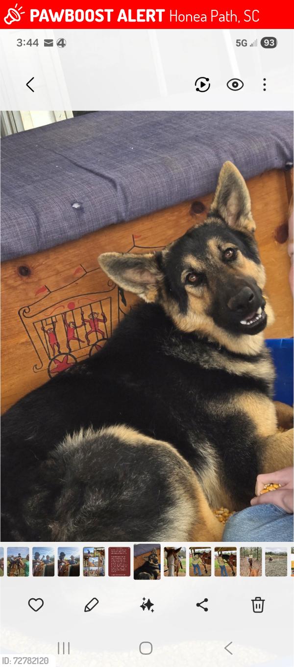 Lost Male Dog last seen Honea Path Elementary school, Honea Path, SC 29654