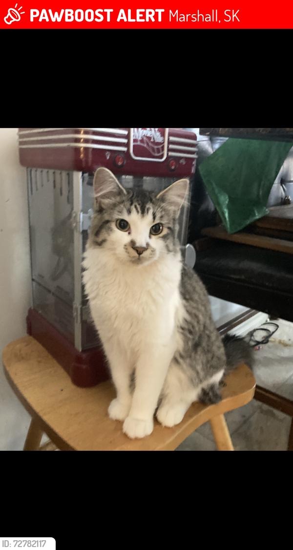 Lost Male Cat last seen In between Marshall and Lloydminster, Marshall, SK 