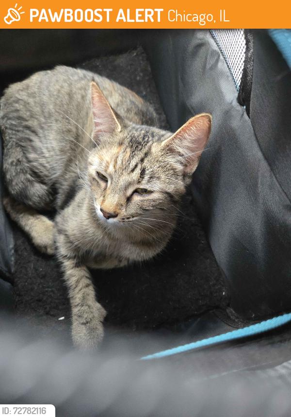 Found/Stray Female Cat last seen Near N Sheridan Rd, Chicago, IL 60613