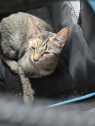 Found/Stray Female Cat last seen Near N Sheridan Rd, Chicago, IL 60613