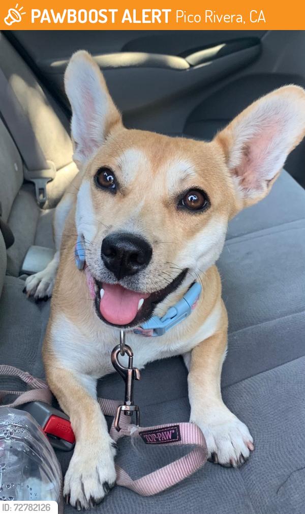 Found/Stray Female Dog last seen Rio Hondo Park, Pico Rivera, CA 90660