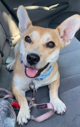 Found/Stray Female Dog last seen Rio Hondo Park, Pico Rivera, CA 90660