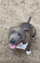 Lost Female Dog last seen Hydraulic and Catalina st, Wichita, KS 67216