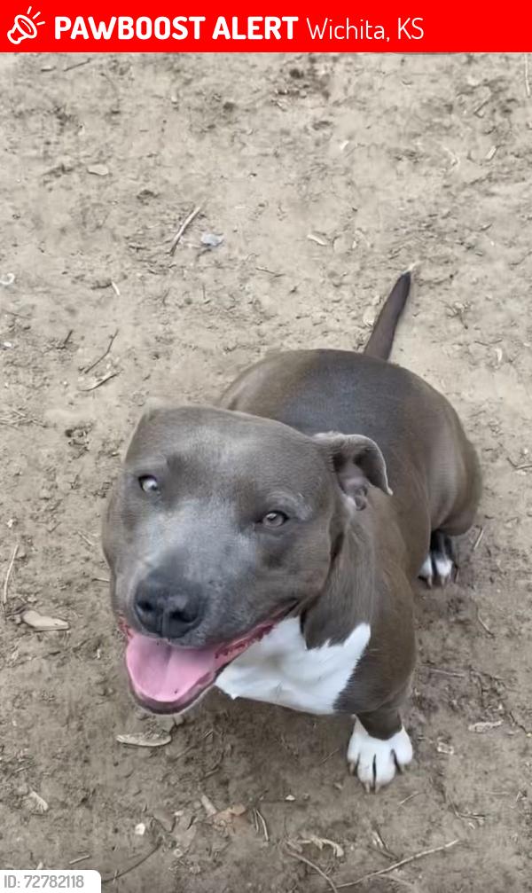 Lost Female Dog last seen Hydraulic and Catalina st, Wichita, KS 67216