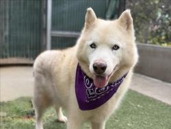 Shelter Stray Female Dog last seen , San Pedro, CA 90731