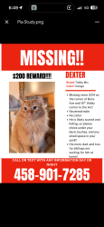 Lost Male Cat last seen beca ave and 10th st, Corvallis, OR 97330