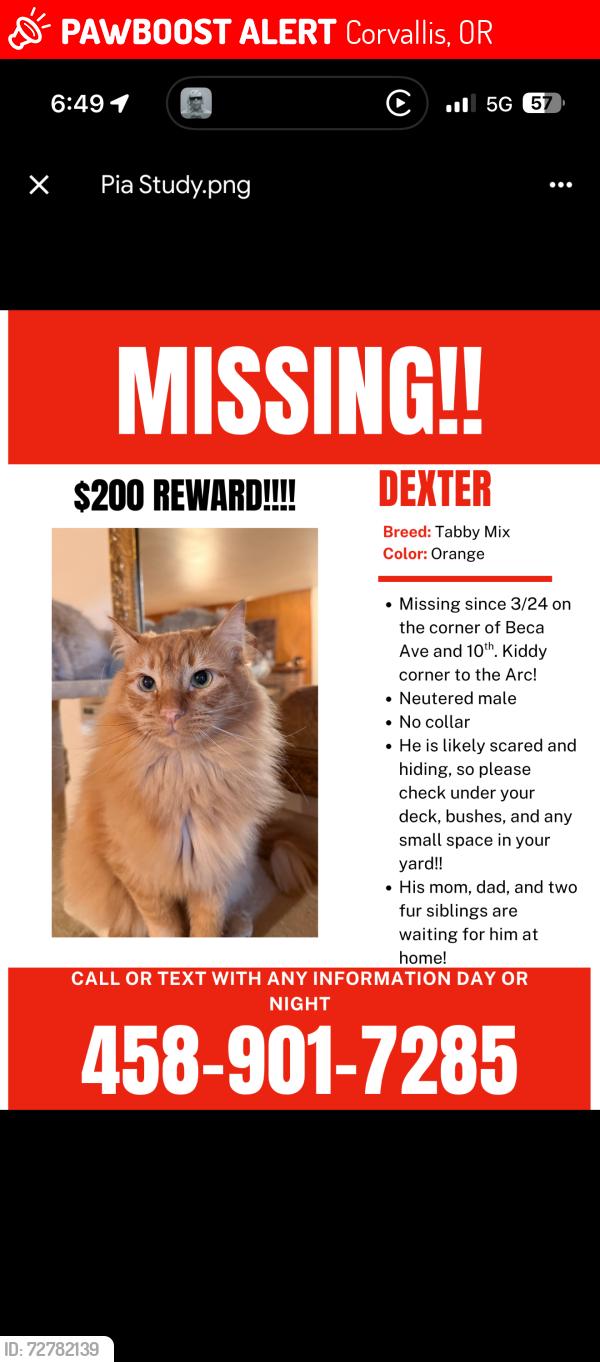 Lost Male Cat last seen beca ave and 10th st, Corvallis, OR 97330