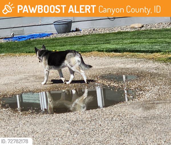 Found/Stray Unknown Dog last seen Orchard and midway, Canyon County, ID 83651