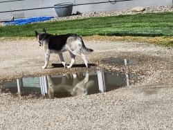 Found/Stray Unknown Dog last seen Orchard and midway, Canyon County, ID 83651