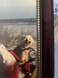 Lost Female Dog last seen Weatherford Drive & Shiprock Court, Deltona, FL 32738