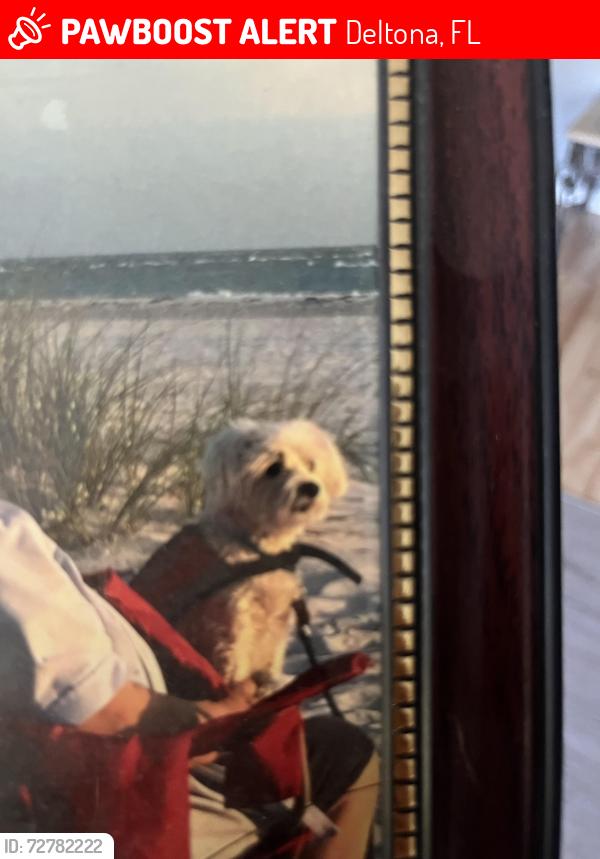 Lost Female Dog last seen Weatherford Drive & Shiprock Court, Deltona, FL 32738