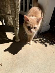 Found/Stray Female Cat last seen Poplar Woods, Concord, NC 28027