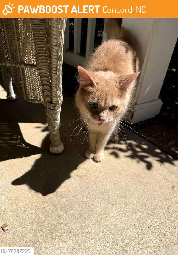Found/Stray Female Cat last seen Poplar Woods, Concord, NC 28027