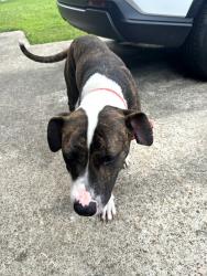 Found/Stray Female Dog last seen Sterlingshire st off of Wayside, Houston, TX 77078