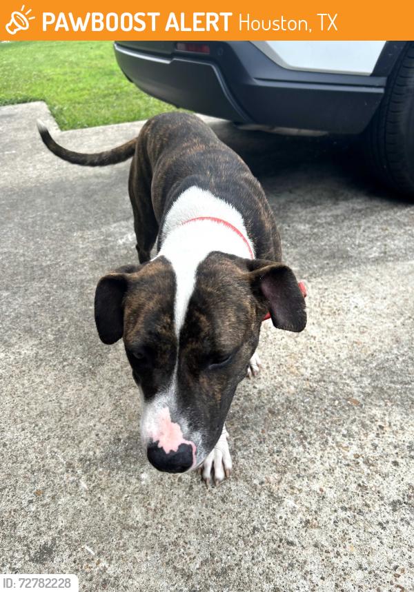Found/Stray Female Dog last seen Sterlingshire st off of Wayside, Houston, TX 77078