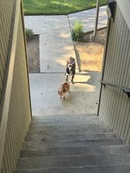 Found/Stray Male Dog last seen apmts, Clovis, CA 93612