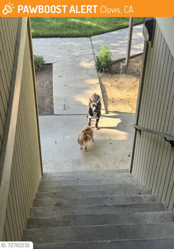 Found/Stray Male Dog last seen apmts, Clovis, CA 93612