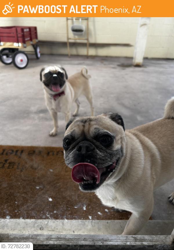 Found/Stray Male Dog last seen 44th St and McDowell, Phoenix, AZ 85008