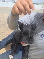 Found/Stray Female Dog last seen Elizabeth Ave & Key St, Midland, TX 79701