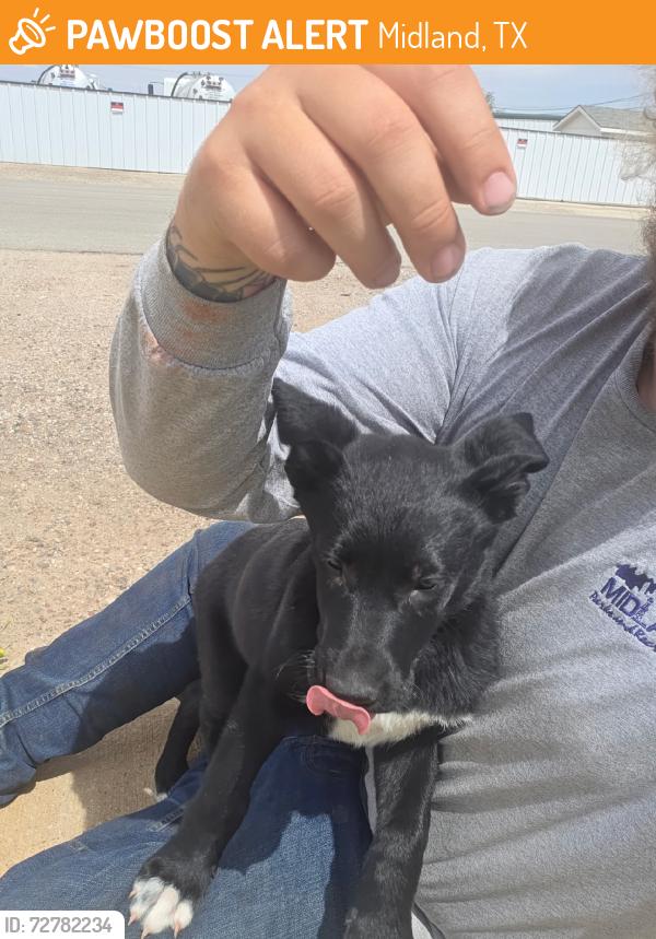 Found/Stray Female Dog last seen Elizabeth Ave & Key St, Midland, TX 79701