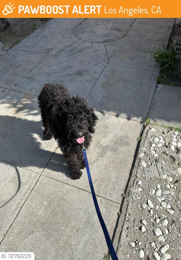 Found/Stray Unknown Dog last seen Los Angeles , Los Angeles, CA 90012
