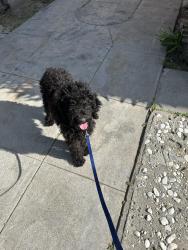 Found/Stray Unknown Dog last seen Los Angeles , Los Angeles, CA 90012