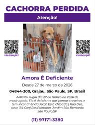 Lost Female Dog last seen Grajaú, Jardim São Bernardo, SP 04844-300