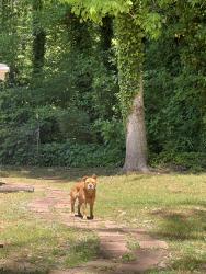 Found/Stray Unknown Dog last seen Sleeping on my porch deck. Vacant hse, Acworth, GA 30102