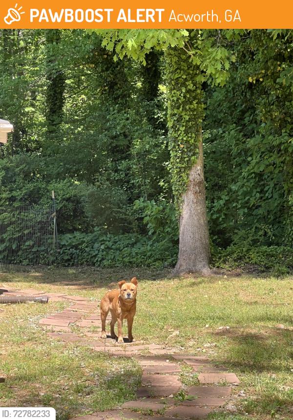 Found/Stray Unknown Dog last seen Sleeping on my porch deck. Vacant hse, Acworth, GA 30102