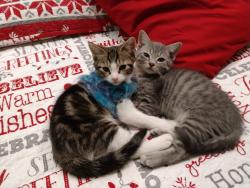 Lost Male Cat last seen By Carl's Jr. And Capriottis and Nature park, North Las Vegas, NV 89084