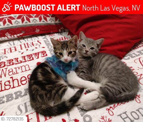 Lost Male Cat last seen By Carl's Jr. And Capriottis and Nature park, North Las Vegas, NV 89084