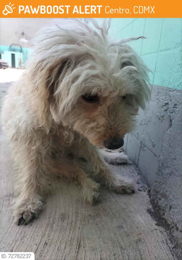 Found/Stray Female Dog last seen Comonfort y palma norte , Centro, CDMX 06010