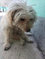 Found/Stray Female Dog last seen Comonfort y palma norte , Centro, CDMX 06010