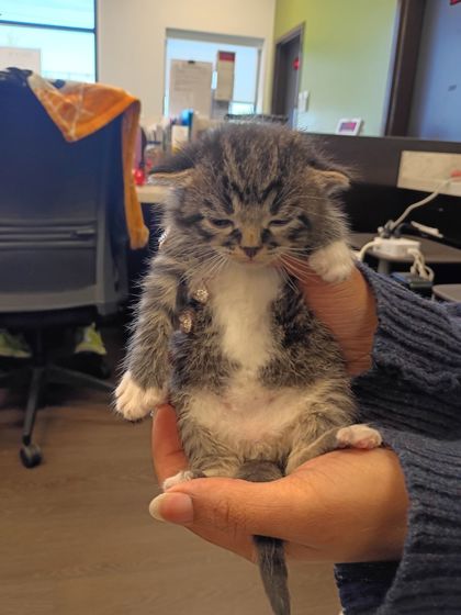 Shelter Stray Male Cat last seen Near Ralph McGill Blvd, Atlanta, GA, 1251 Fulton Industrial Blvd NW, Atlanta, GA 30336, USA