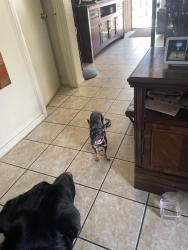 Found/Stray Female Dog last seen S Spencer near 7th street , Upland, CA 91786