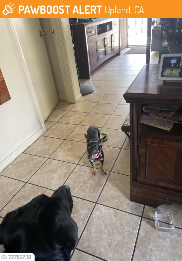 Found/Stray Female Dog last seen S Spencer near 7th street , Upland, CA 91786