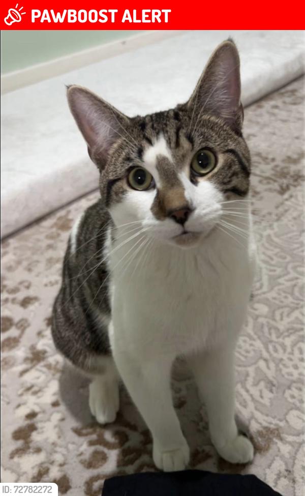 Lost Male Cat last seen Da8 1jf, Greater London, England DA8 1JF