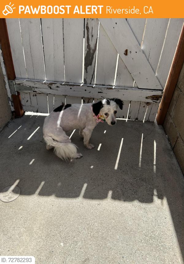 Found/Stray Female Dog last seen Glenhill dr and sugarloaf dr, Riverside, CA 92507