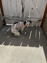 Found/Stray Female Dog last seen Glenhill dr and sugarloaf dr, Riverside, CA 92507