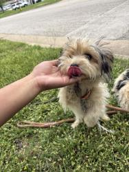Found/Stray Unknown Dog last seen Center St, Arlington, TX 76010