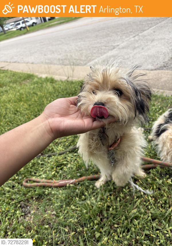 Found/Stray Unknown Dog last seen Center St, Arlington, TX 76010