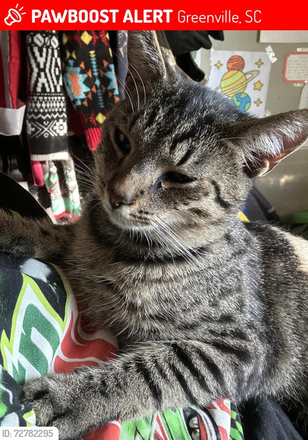 Lost Male Cat last seen Pointsett highway near o’rileys, Greenville, SC 29609