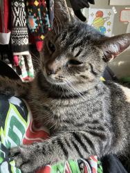 Lost Male Cat last seen Pointsett highway near o’rileys, Greenville, SC 29609
