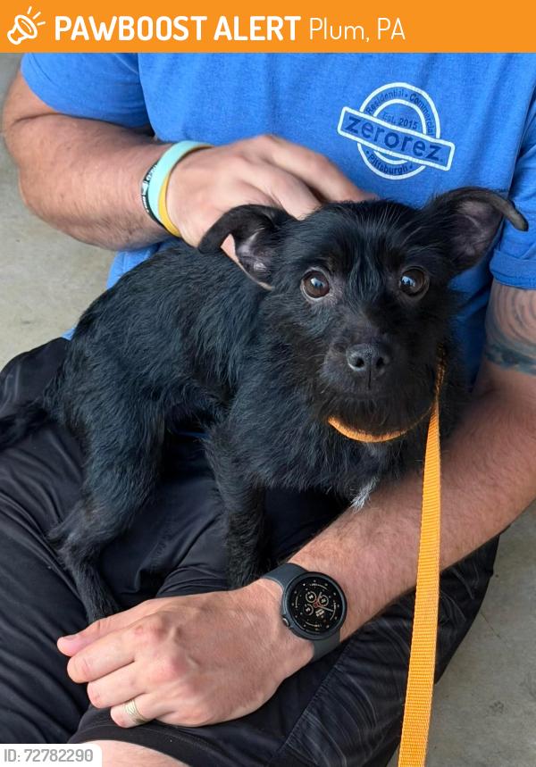 Found/Stray Female Dog last seen Flicker and leechnurg plum, Plum, PA 15239