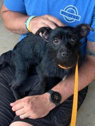 Found/Stray Female Dog last seen Flicker and leechnurg plum, Plum, PA 15239