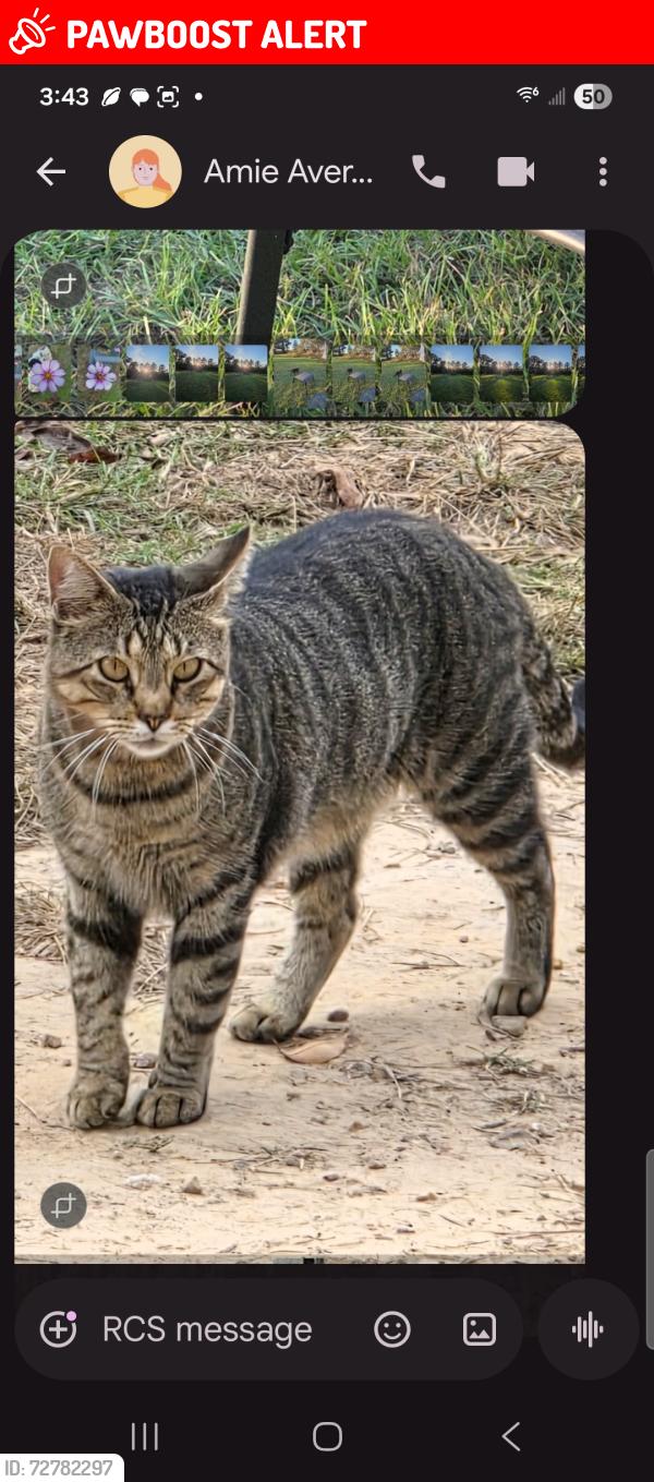 Lost Male Cat last seen Wireless trail, Hot Spring County, AR 71964