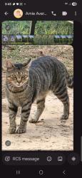 Lost Male Cat last seen Wireless trail, Hot Spring County, AR 71964
