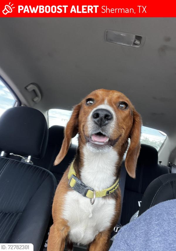 Lost Female Dog last seen King st , Sherman, TX 75090