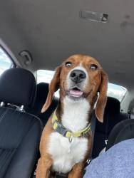 Lost Female Dog last seen King st , Sherman, TX 75090