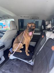 Found/Stray Male Dog last seen Austin Ave and 23rd, Waco, TX 76701